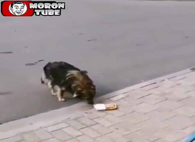 Video :A kindhearted man feeds a stray dog